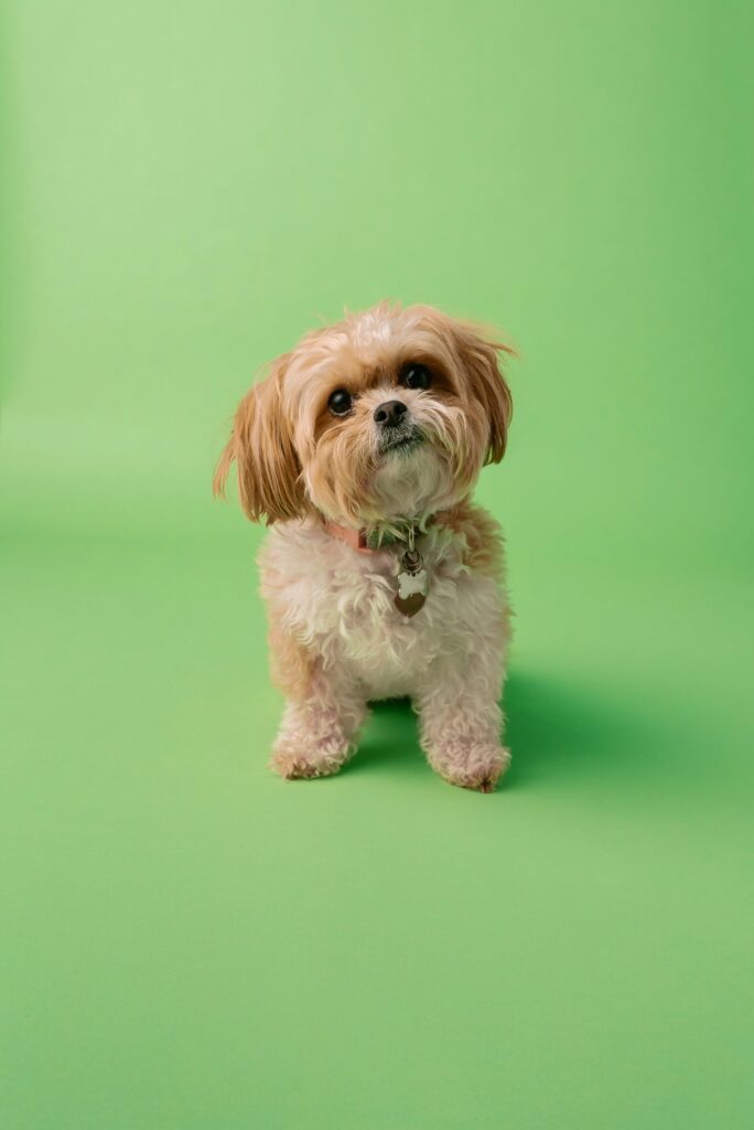 Pet Photo Shoots