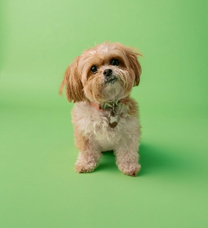 PET PHOTO SHOOTS